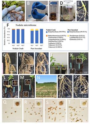 Improving field legume nodulation by crushing nodules onto seeds: implications for small-scale farmers